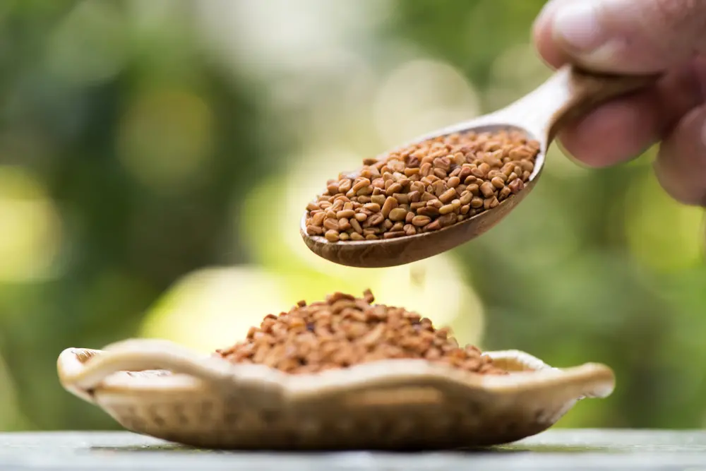 Semente de feno grego