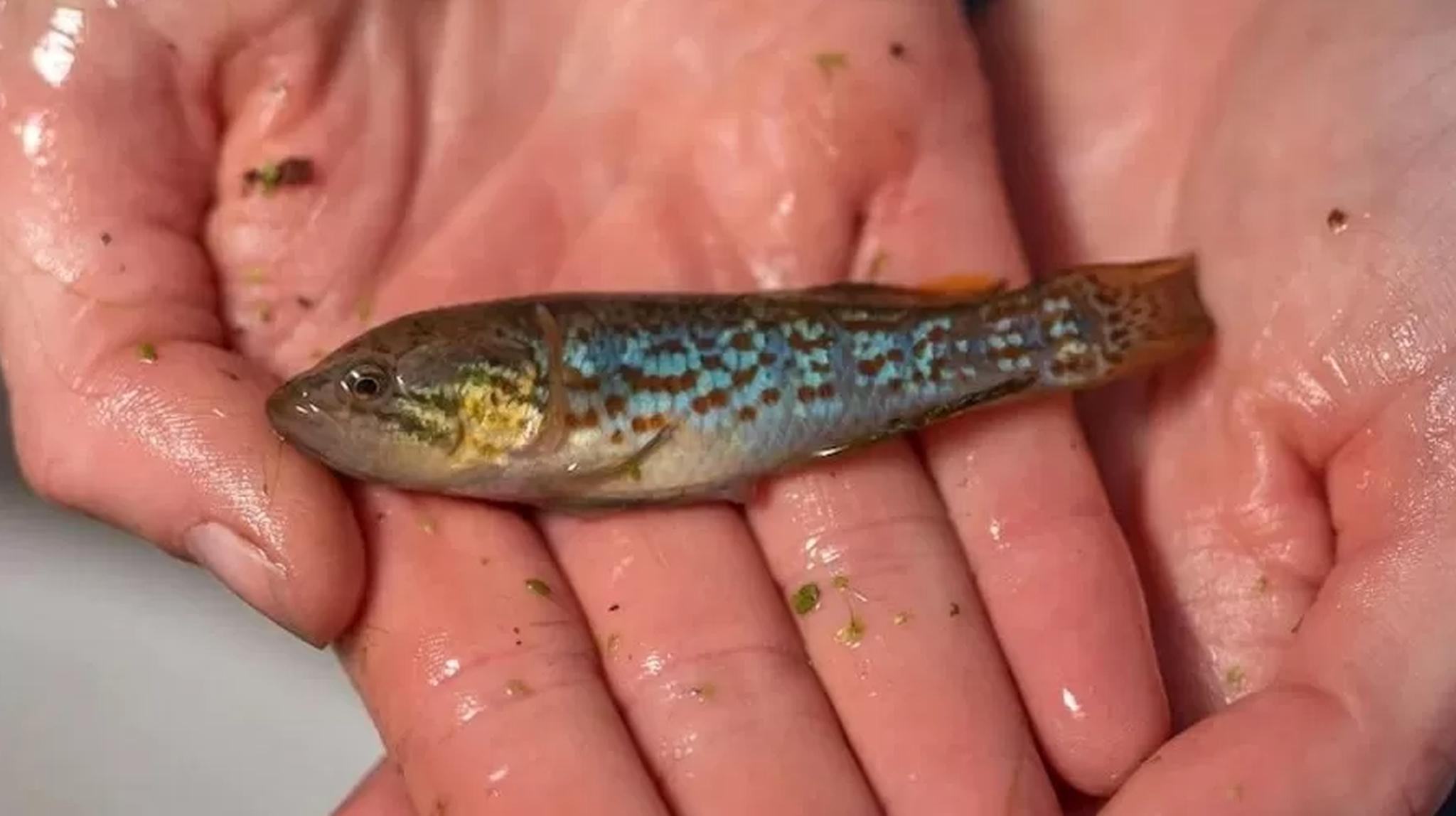 Pessoa segura um peixe-zumbi