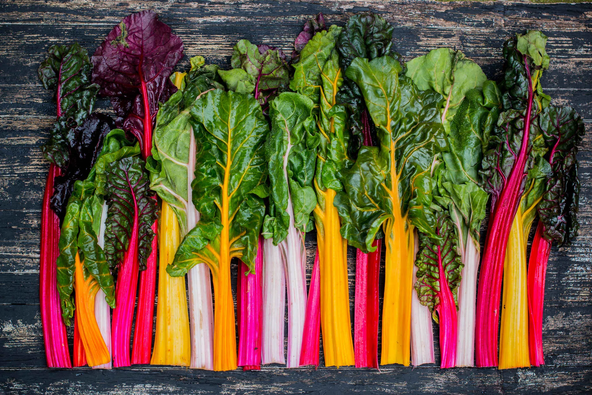 O talo da planta pode variar entre diversas cores
