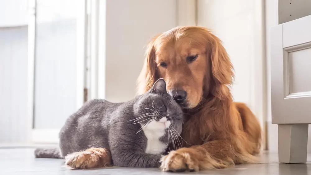 Gato cachorro pet animais de estimação nomes