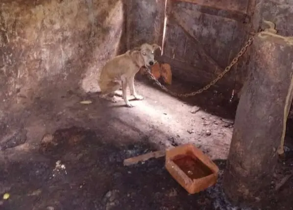 Cão foi adotado pela Polícia Civil