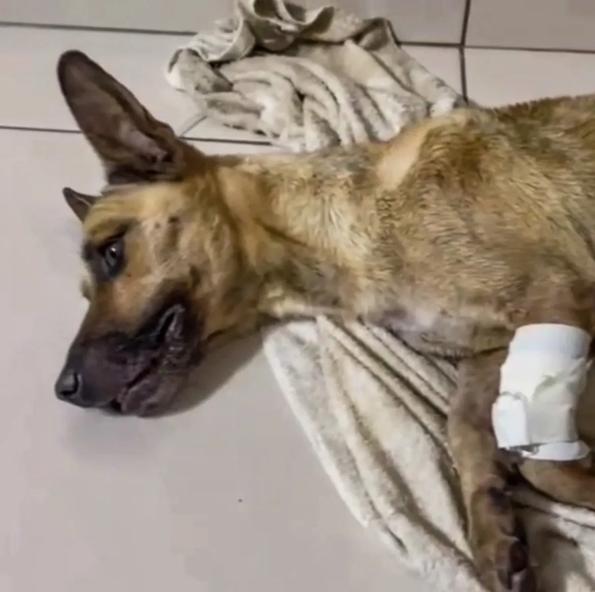 ONG resgata cachorro que teve as pernas traseiras decepadas em Fortaleza