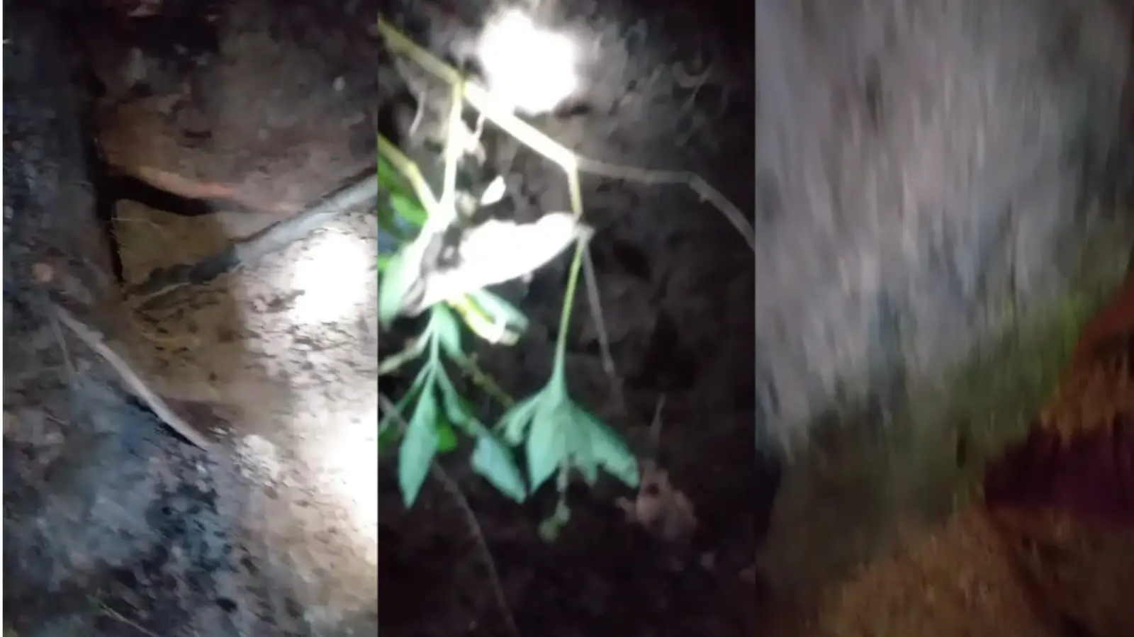 Pedra caiu em vítima durante caça de tatu