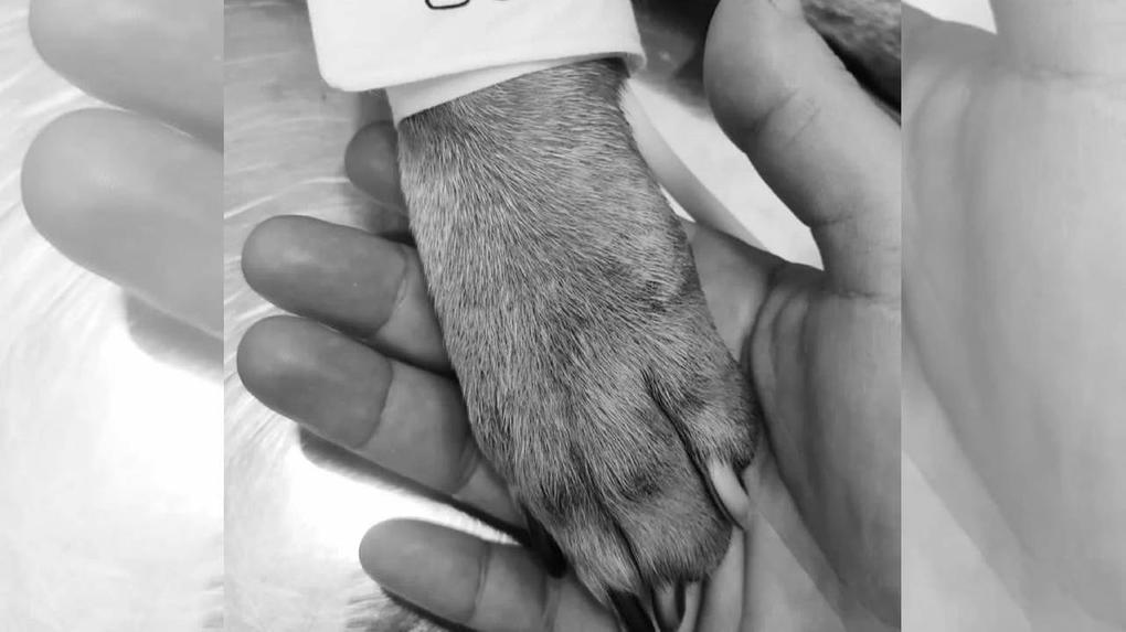 O cão chegou a ser submetido a uma cirurgia ortopédica e a uma transfusão de sangue, mas não resistiu aos ferimentos