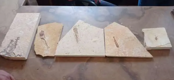 Fósseis recuperados