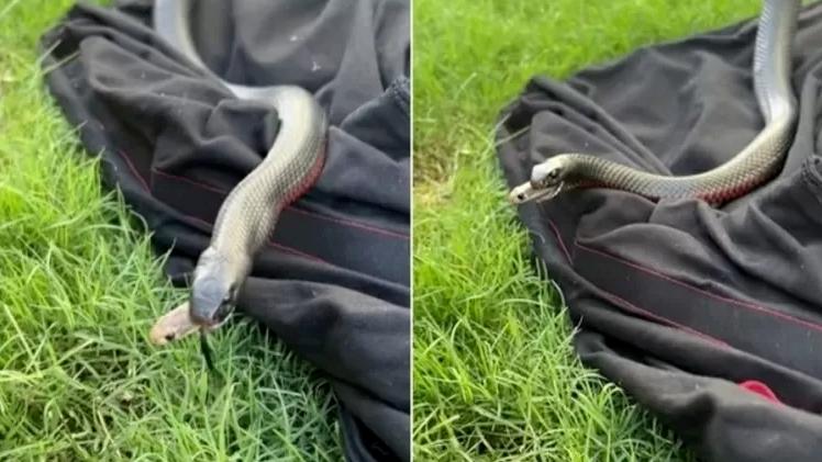 Cobra comendo cobra