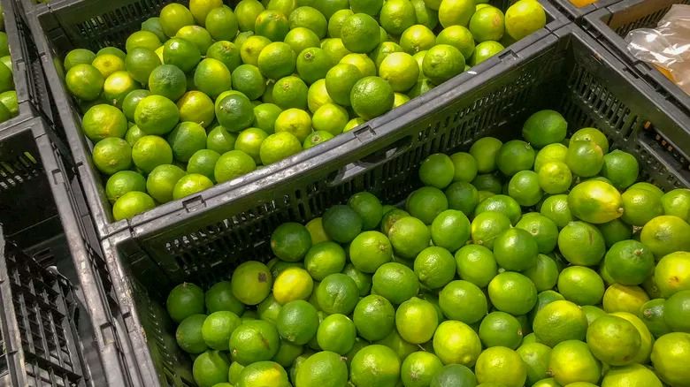 Limão Thaiti cearense será exportado para o Canadá