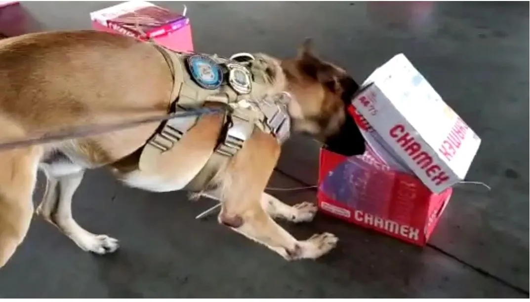 Cão em abordagem no Aeroporto de Fortaleza