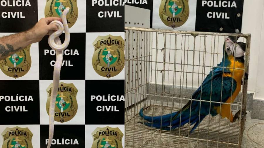 Animais silvestres são resgatados pela Polícia Civil
