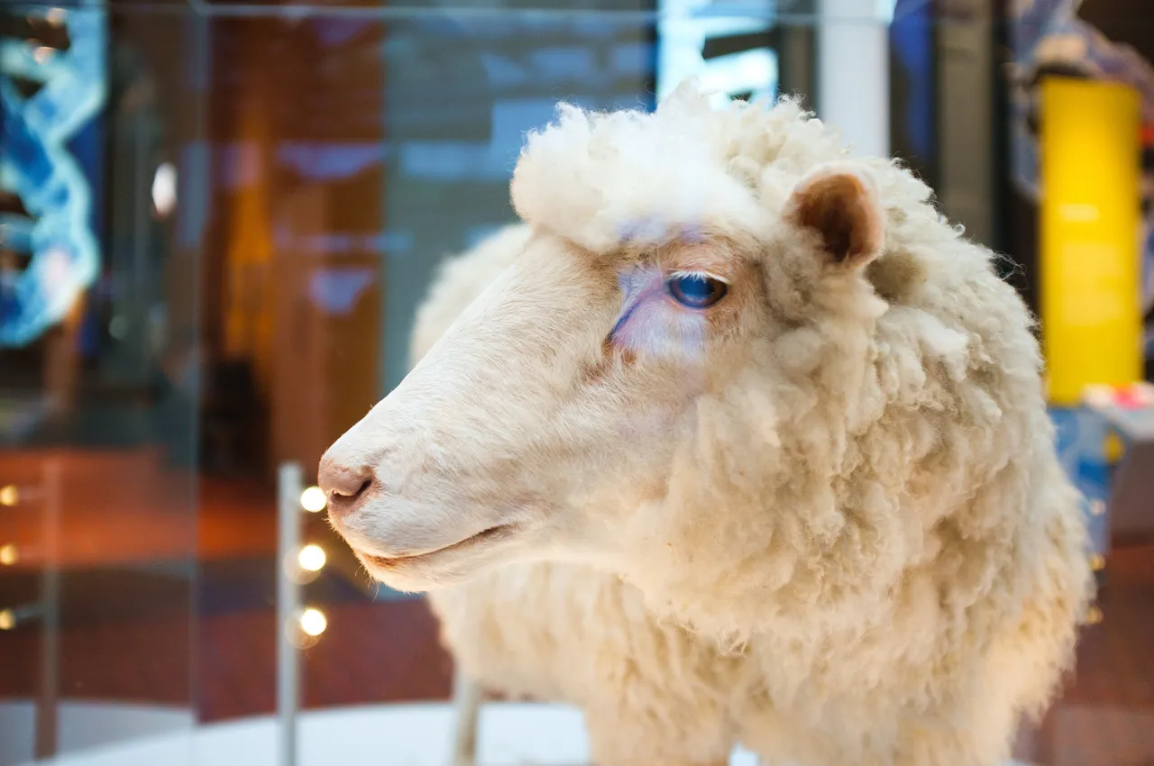 Ovelha Dolly está em museu na Escócia