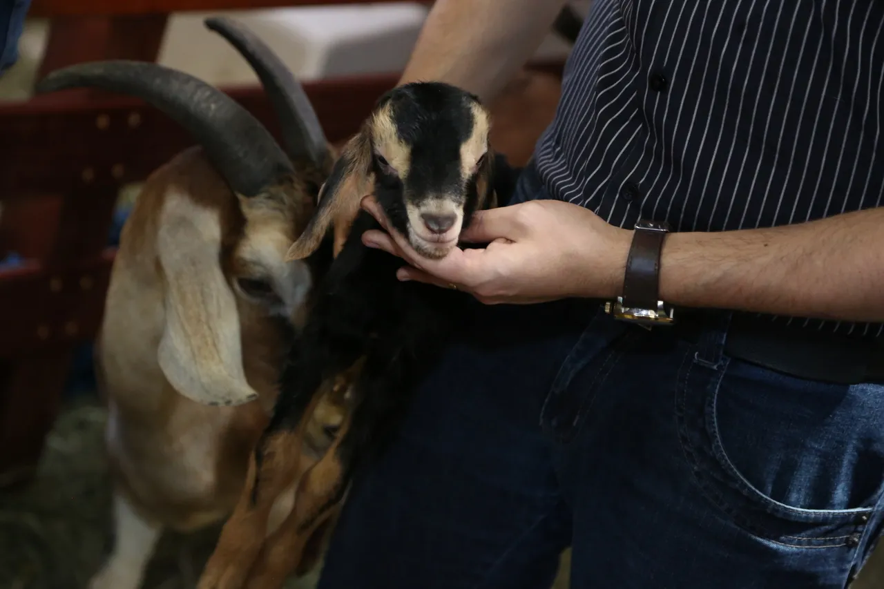 Gluca foi um dos primeiros animais clonados no Ceará