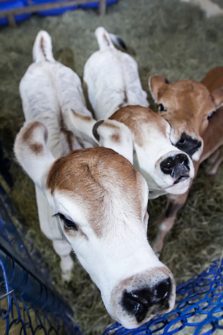 Vacas também foram clonadas para a criação de biofármacos