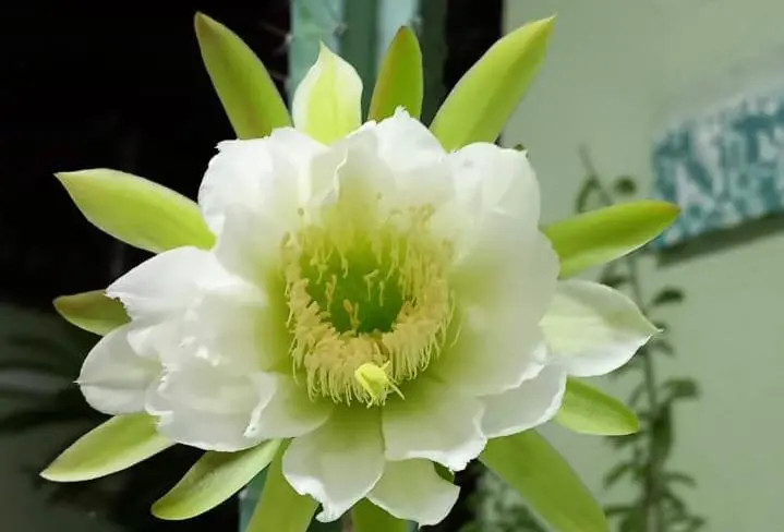 Flor do mandacaru quando 