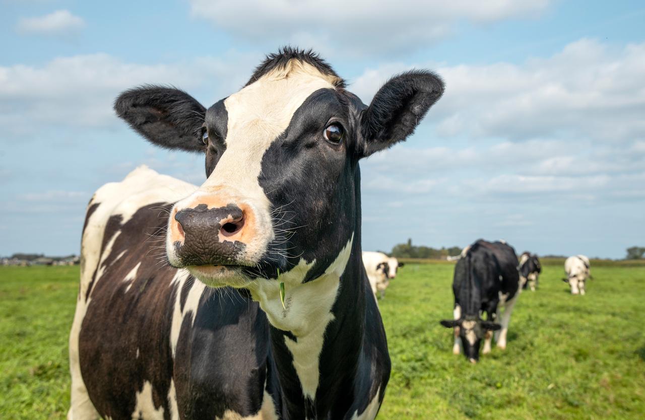 OPERAÇÃO VACA LOCA