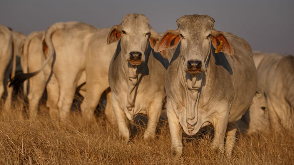Doença da vaca louca pode ser contraída a partir do consumo de carne bovina infectada