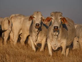 Doença da vaca louca pode ser contraída a partir do consumo de carne bovina infectada