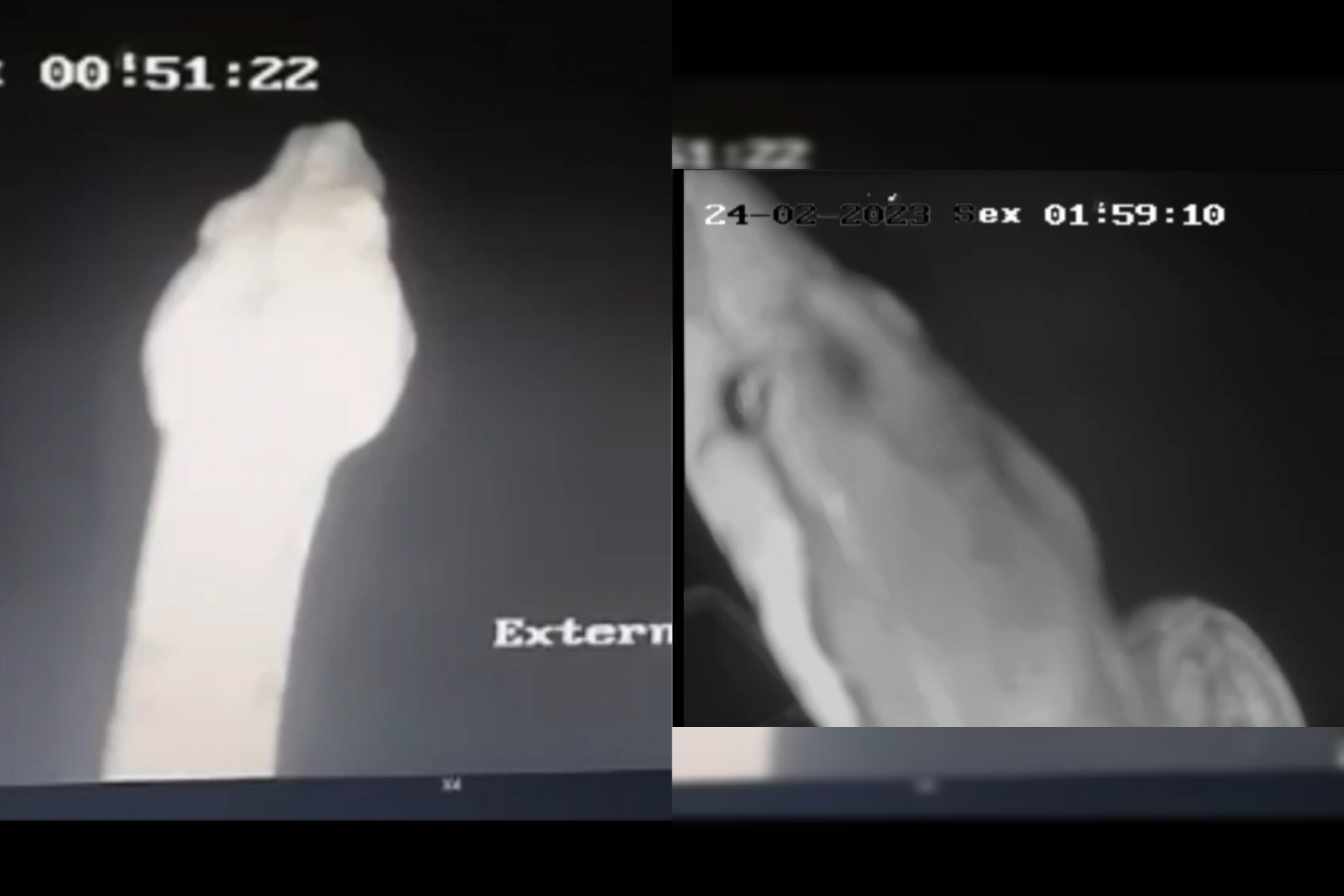 Animal ficou de frente para câmeras de segurança