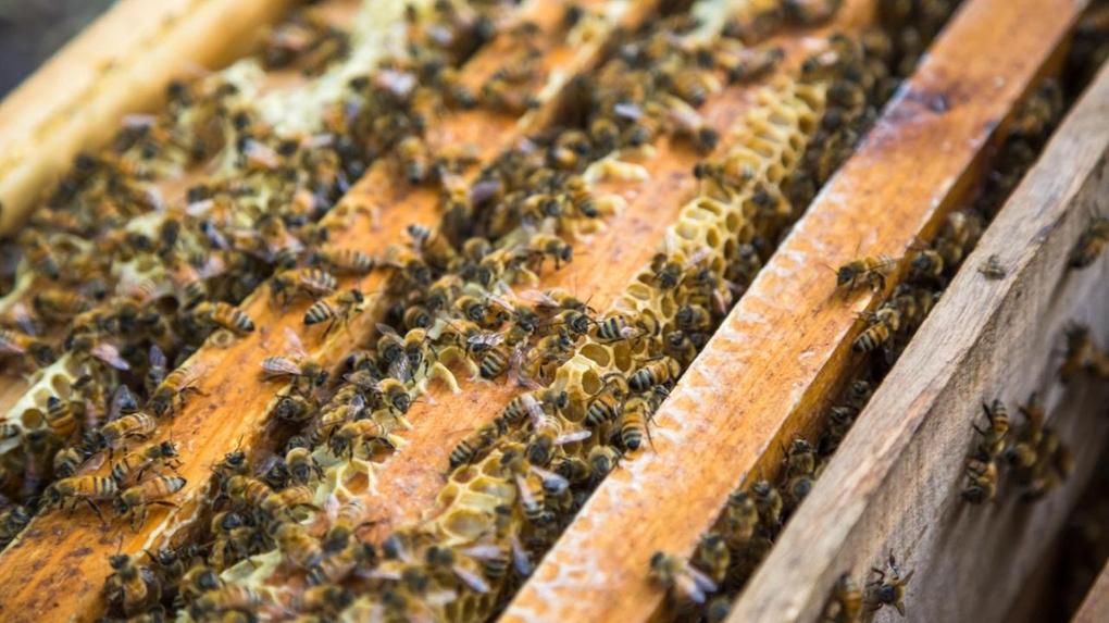 Após salvar crianças de ataque de abelhas, homem morre