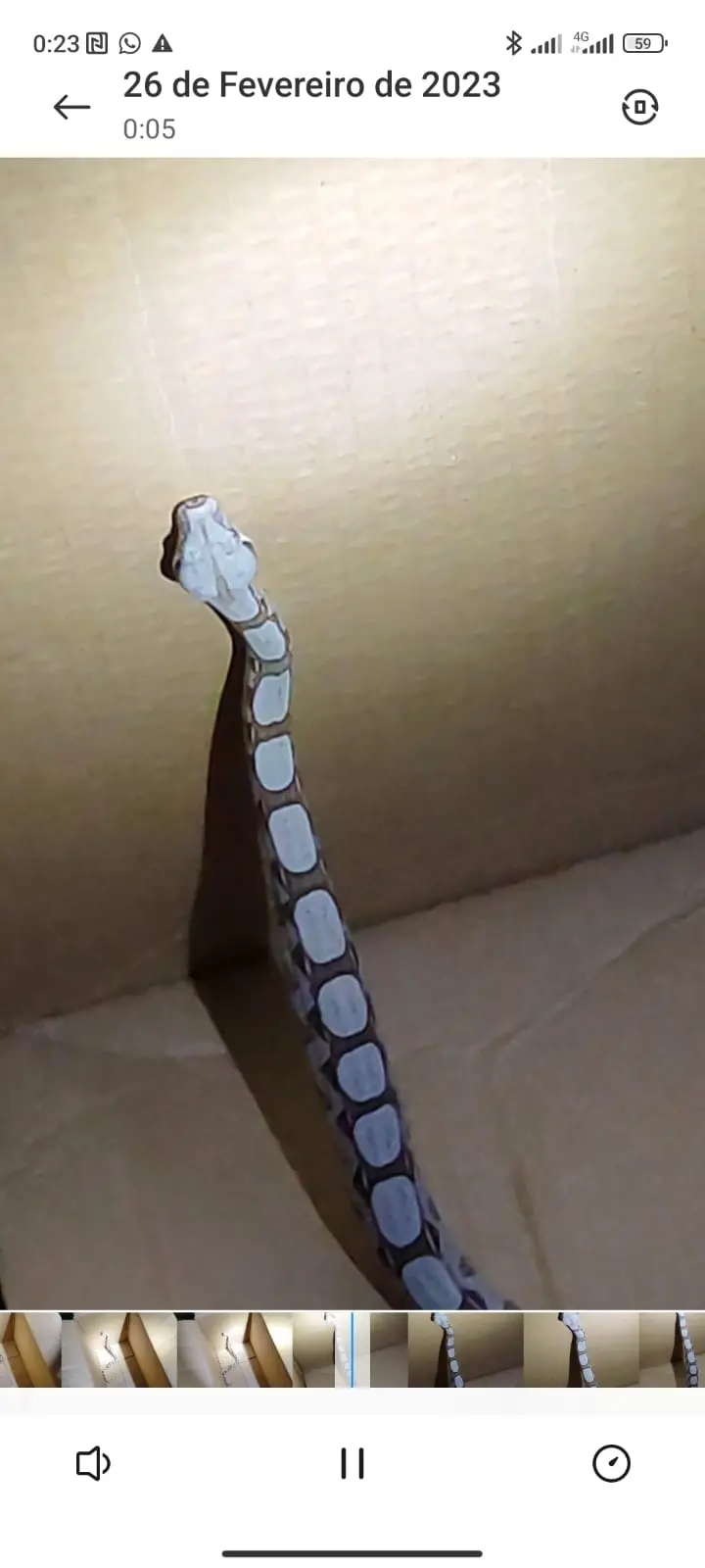 Cobra capturada por moradores de condomínio de Fortaleza em 25 de fevereiro de 2023