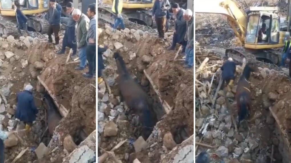 Montagem com três trechps de um vídeo que mostra o resgate de uma cavalo de escombros na Turquia, 21 dias após terremoto