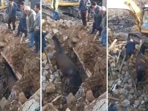 Montagem com três trechps de um vídeo que mostra o resgate de uma cavalo de escombros na Turquia, 21 dias após terremoto