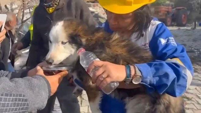 esta é uma imagem de um cachorro sendo resgatado na Turquia
