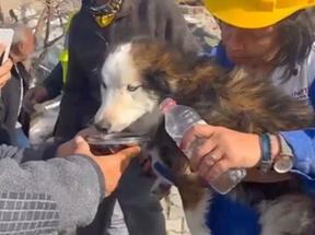 esta é uma imagem de um cachorro sendo resgatado na Turquia