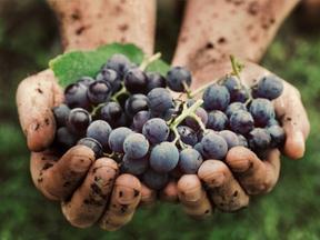 Mão segurando uvas roxas em vinícola