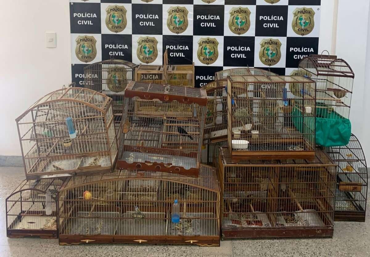 Gaiolas com animais mantidos em cativeiro