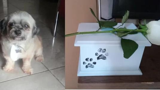 montagem de fotos de cachorro que morreu ao ir ao pet shop com o caixão dele com cinzas ao lado