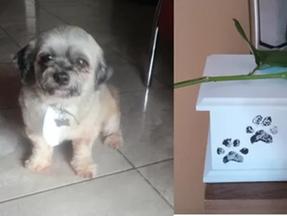 montagem de fotos de cachorro que morreu ao ir ao pet shop com o caixão dele com cinzas ao lado