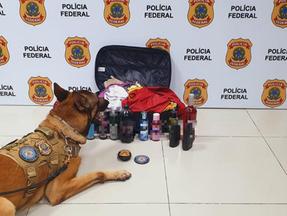 Cão da PF farejando drogas escondidas