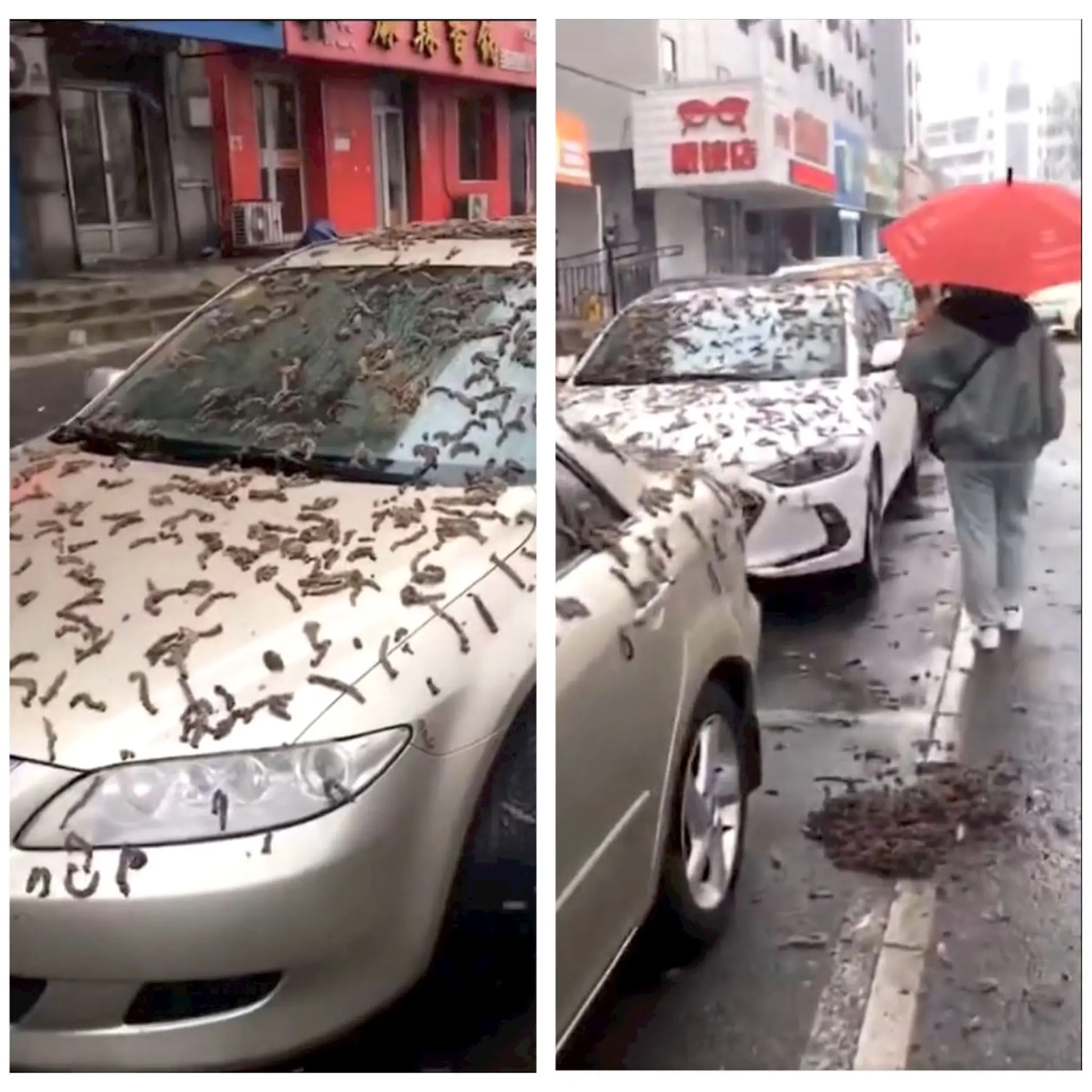 chuva de vermes, china, pequim, vídeo