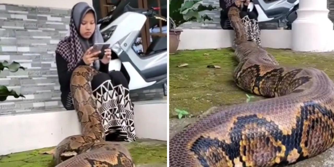 Cobra gigante que viralizou em vídeo pode ser real, mas não é encontrada no  Brasil