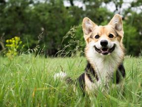 Cachorro da raça corgi em meio a grama