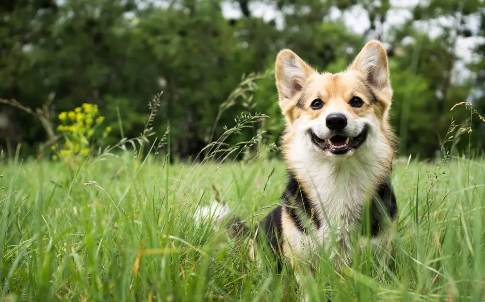 Cachorro da raça corgi em meio a grama