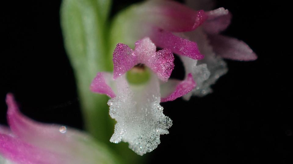 Espécie de orquídea semelhante a vidro