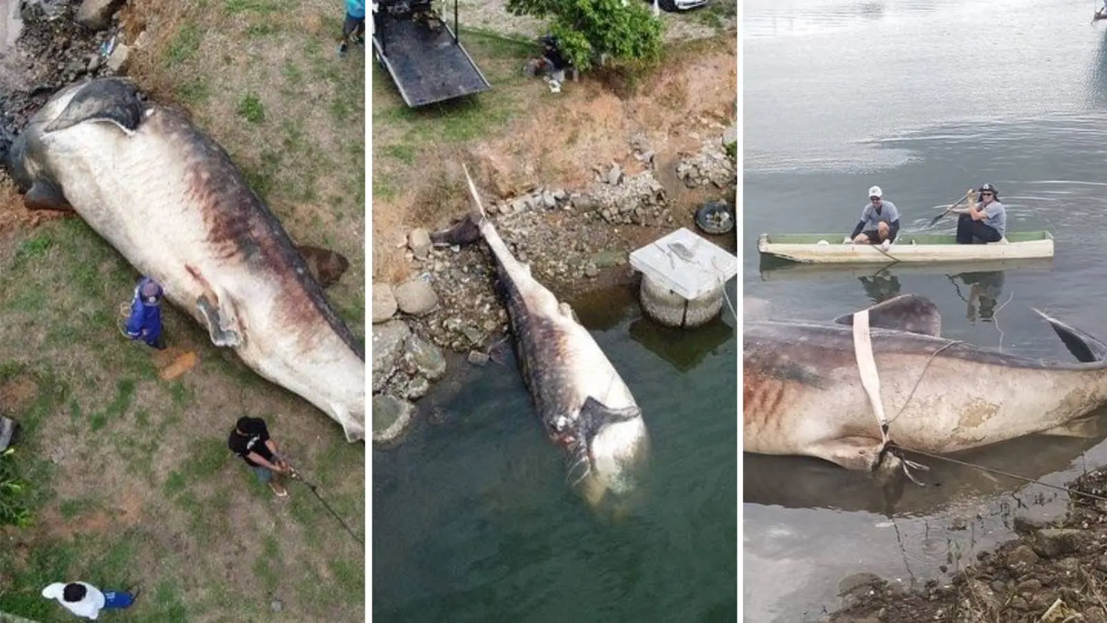 Montagem mostra corpo de tubarão-baleia encontrado morto na Baía de Vitória sendo rebocado da água em 28 de março de 2023