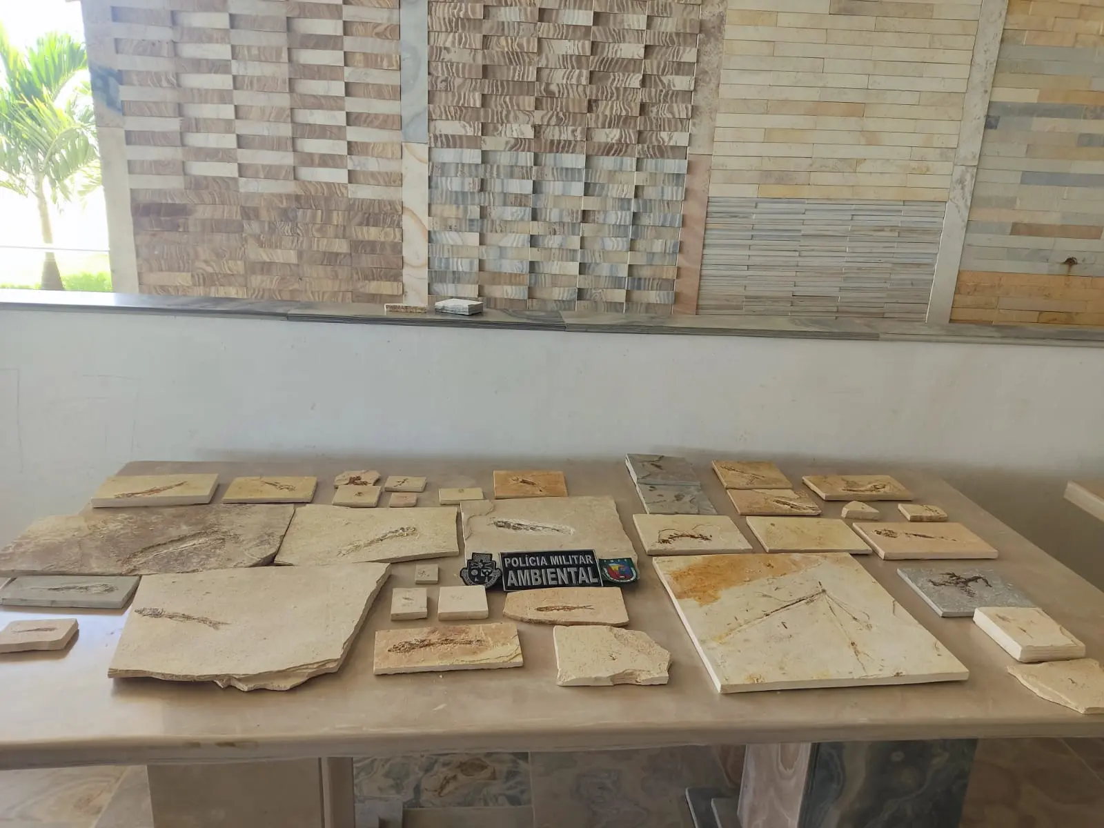 Fósseis recolhidos pela PMCE