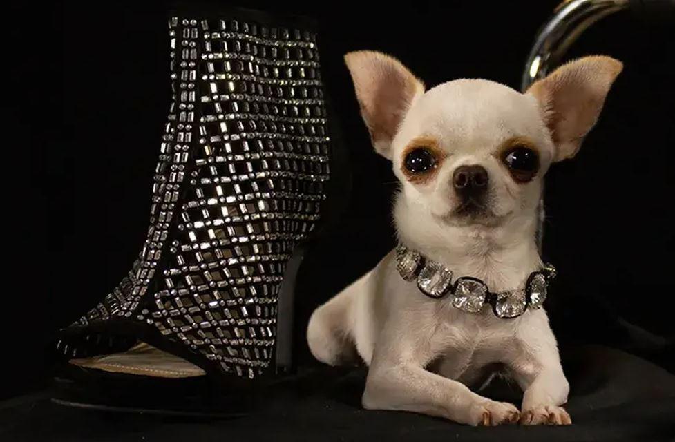 Chihuahua Pearl