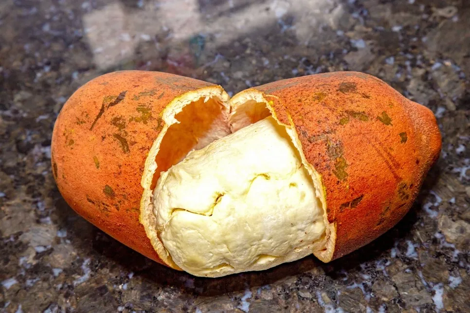 Para retirar a polpa branca do cupuaçu é necessário partir o fruto ao meio.