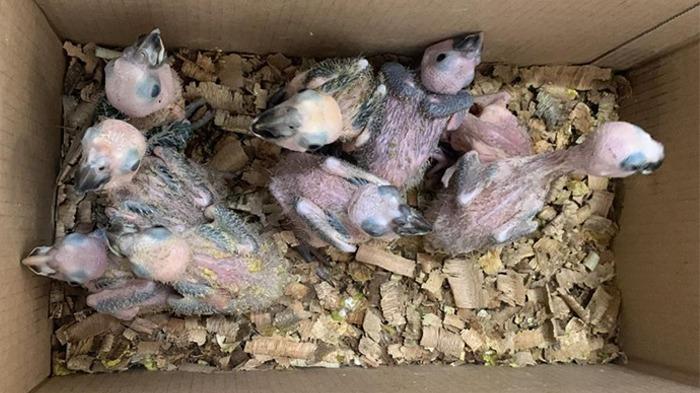 aves traficadas no Ceará