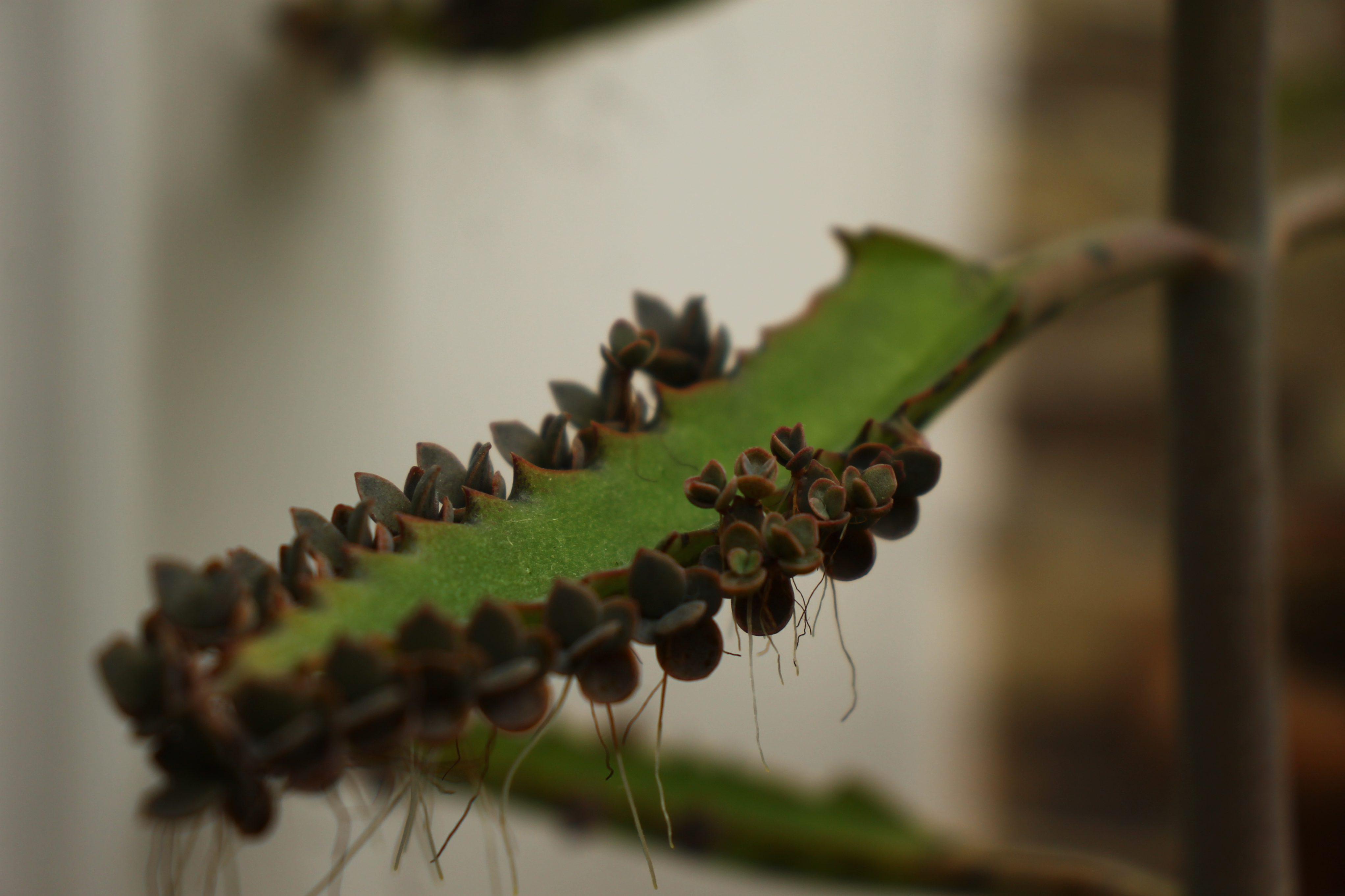 Planta aranto