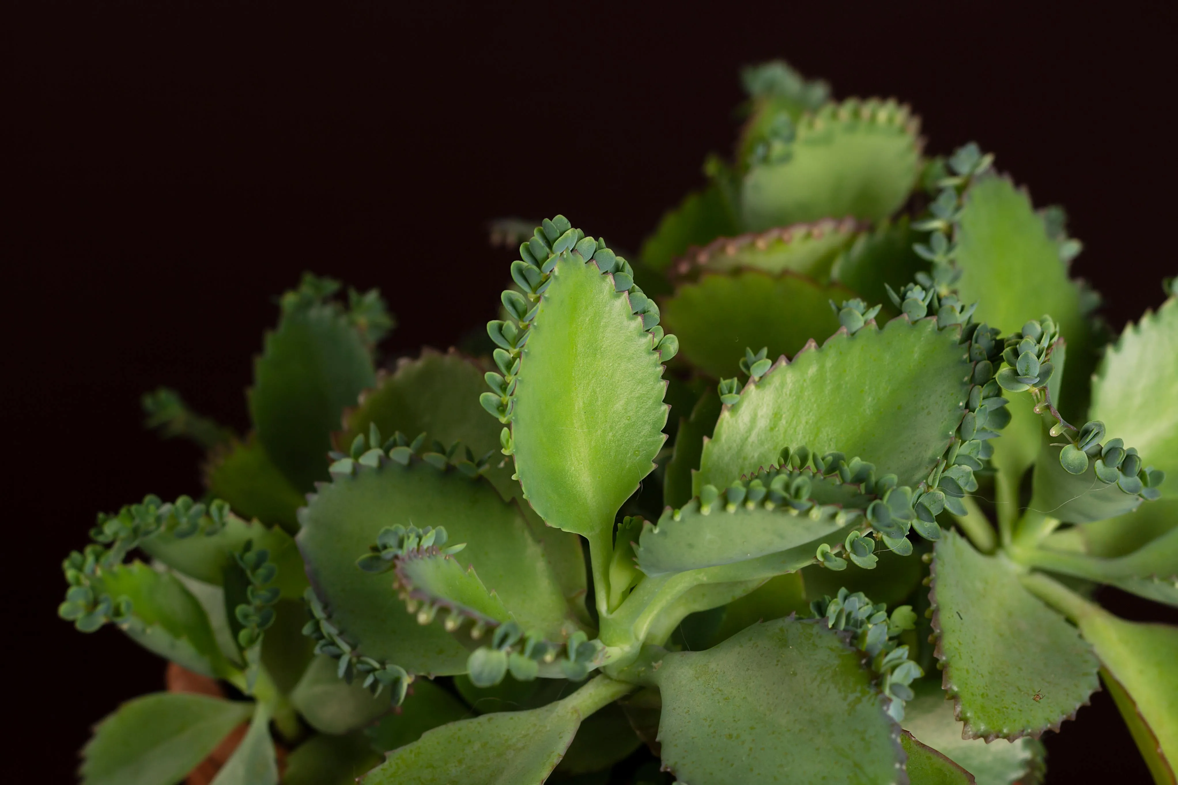 O aranto ainda pode ser utilizado como uma planta ornamental