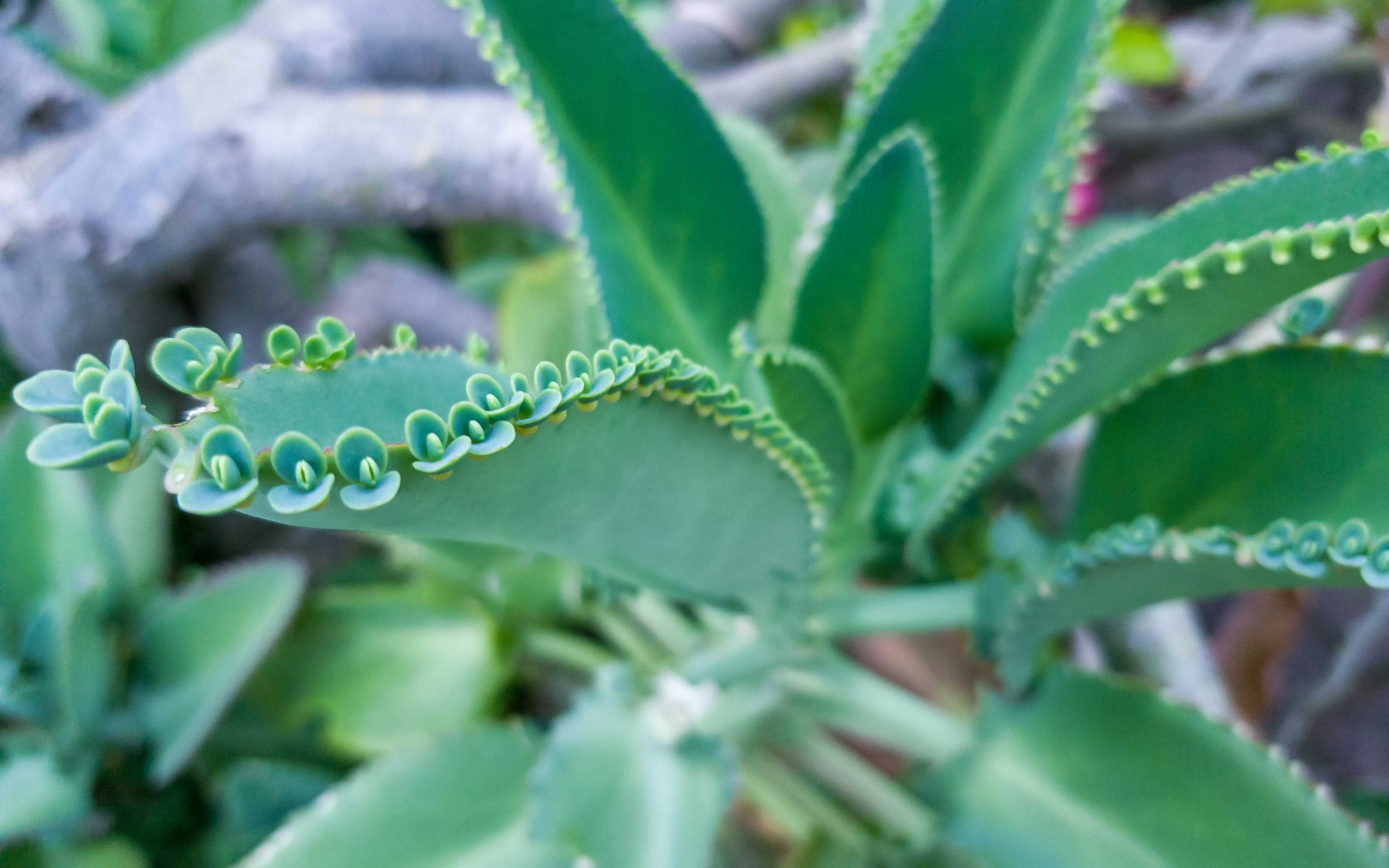 É possível preparar um suco com a planta