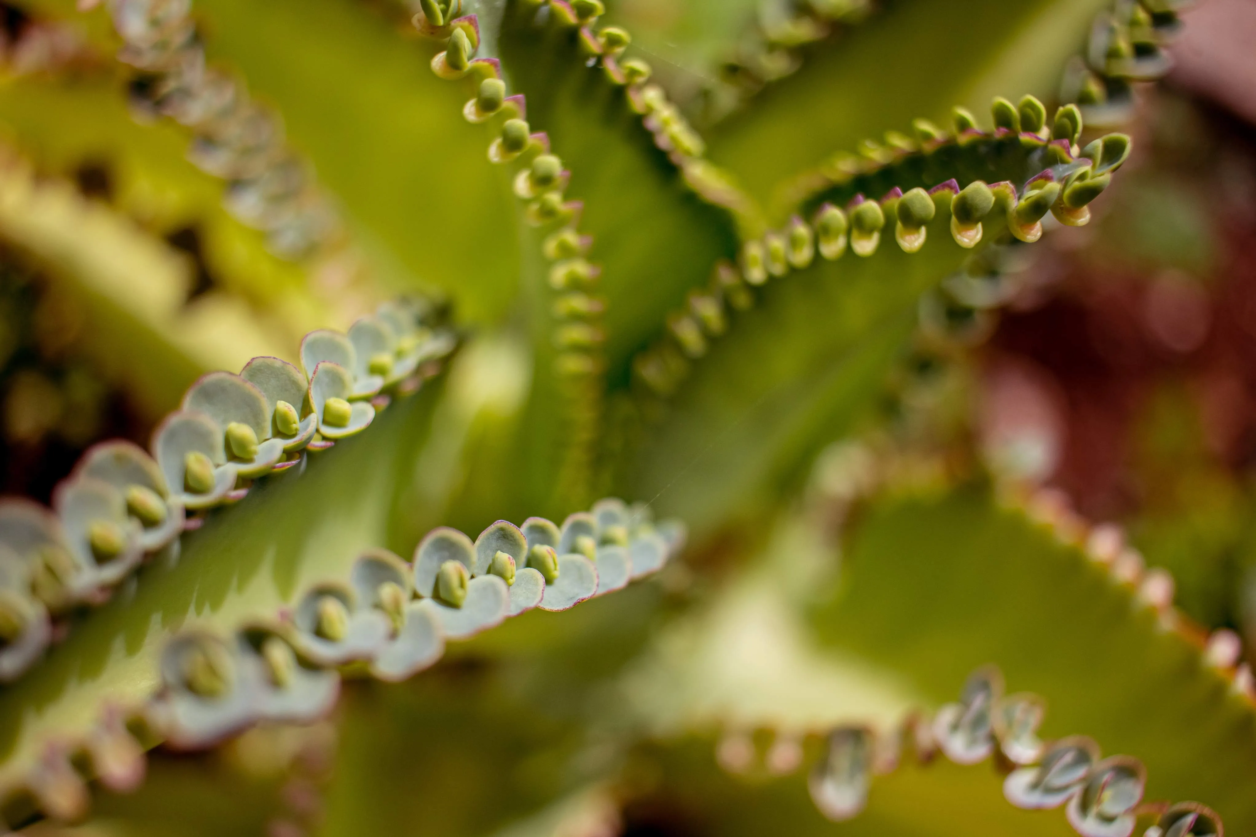 A planta não é venenosa