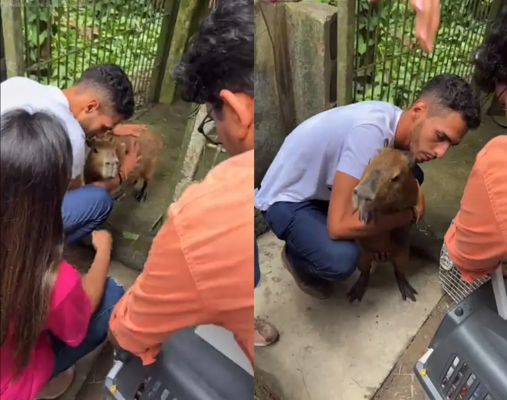 Animal volta aos cuidados de Agenor Tupinambá