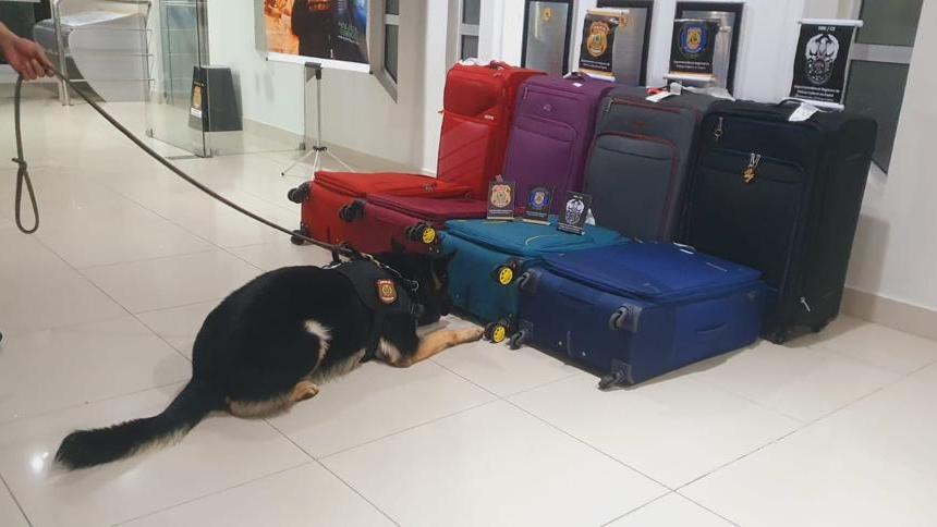 Cão farejador detectou droga em malas