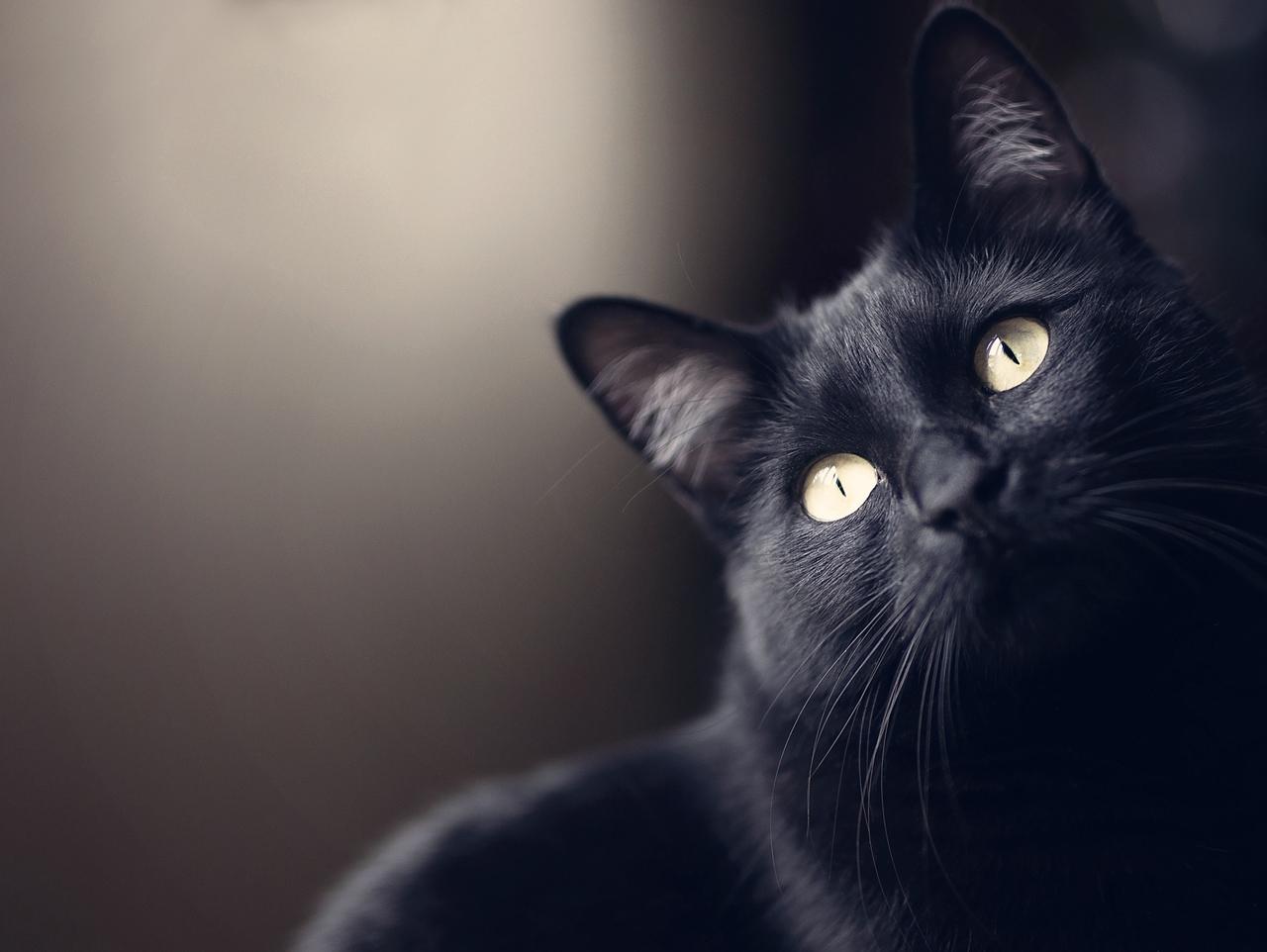 Você deveria matar o gato preto em Lies Of P? ****** Você deveria matar o gato  preto em Lies Of P? Como muitos outros jogos do gênero soulslike, Lies of P  tem