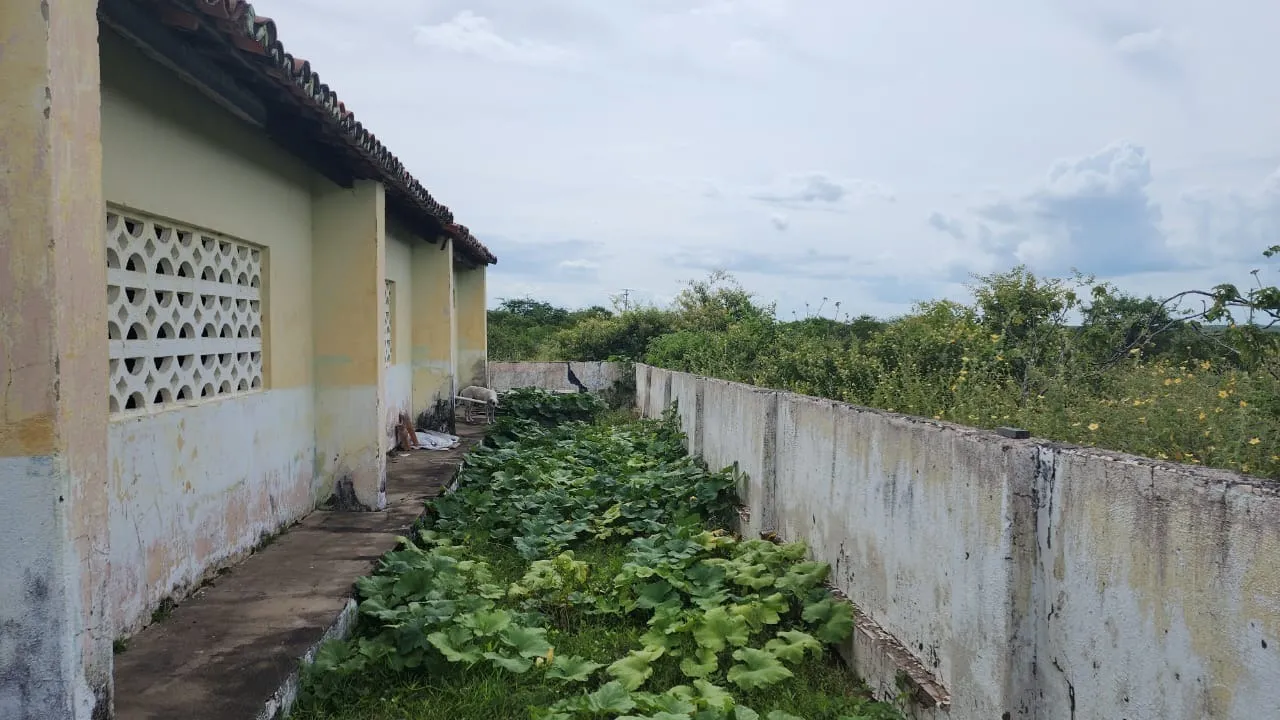 Falta de poda no entorno da escola